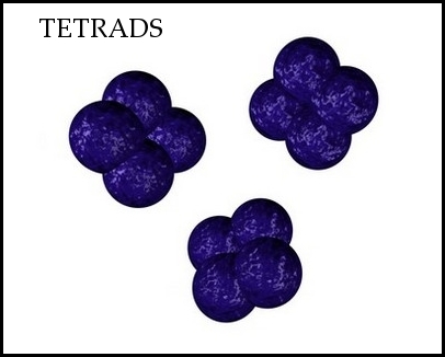 tetrads